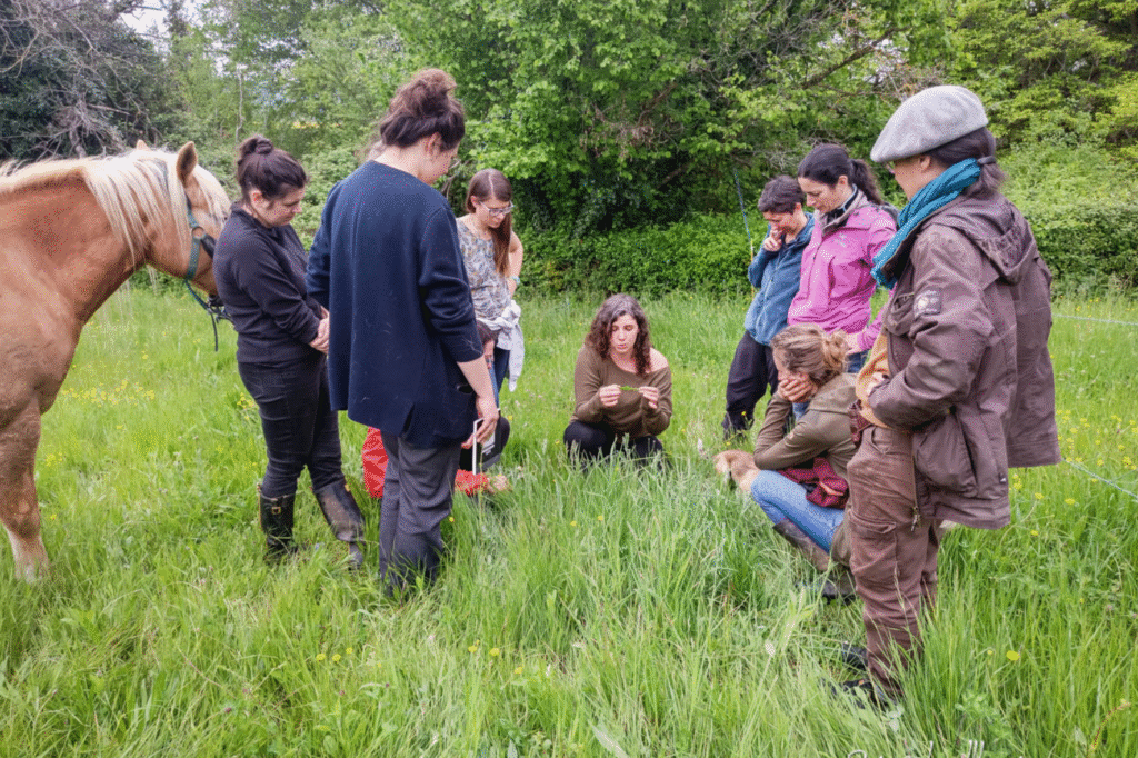 Une formation Equiflore autour du cheval, avec des élèves attentifs.