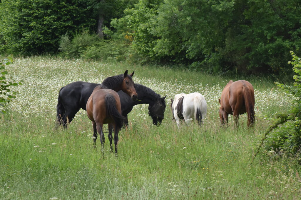 La formation en gestion de prairie, pour des chevaux heureux.