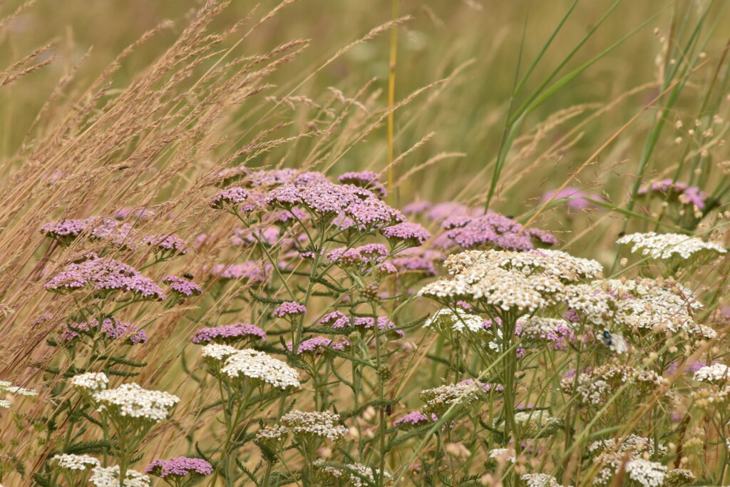 Certaines fleurs sont un atout dans une prairie pharmacie.