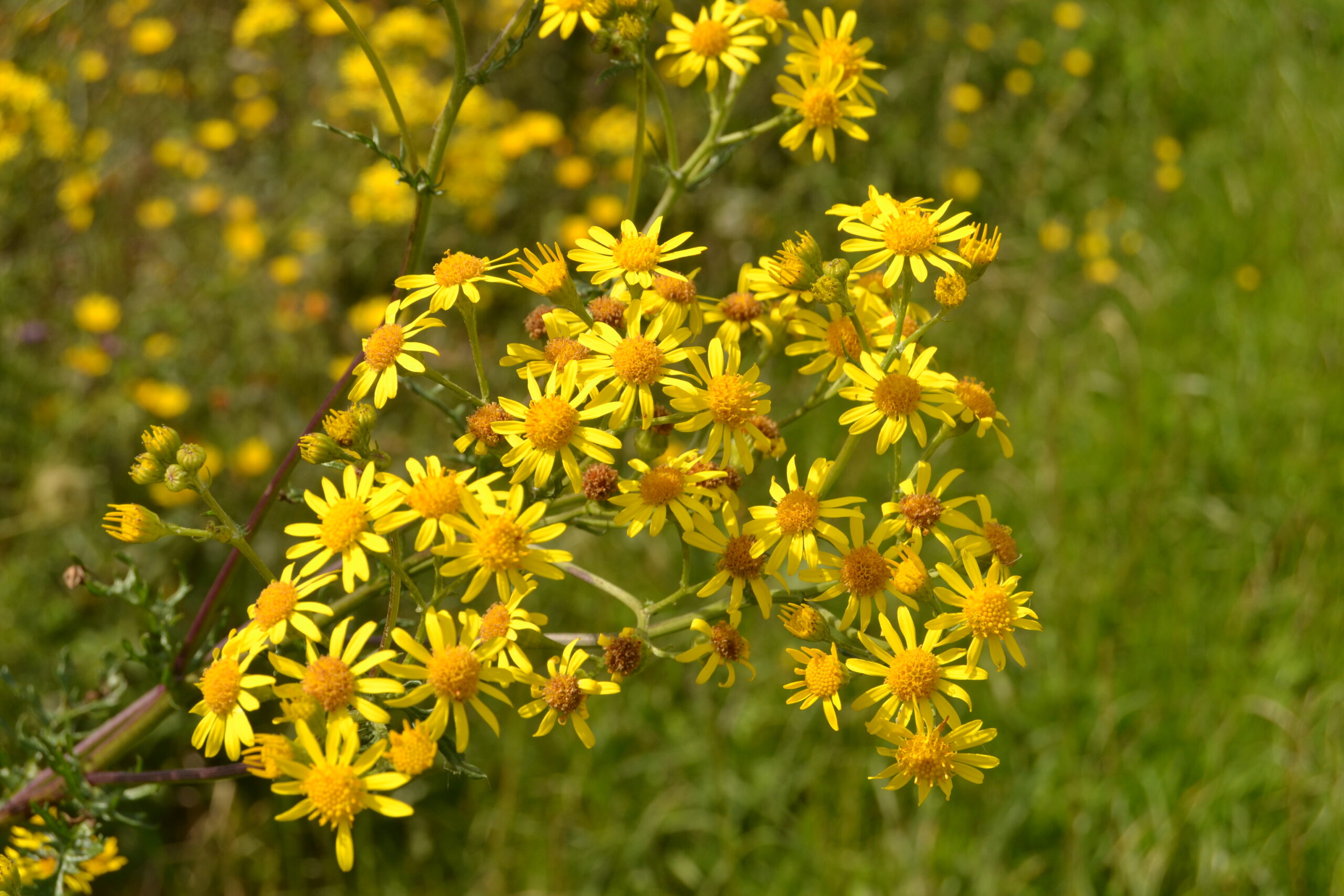 Les plantes toxiques pour les chevaux.