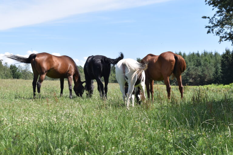 Des chevaux au bien-être amélioré dans une prairie bien gérée.
