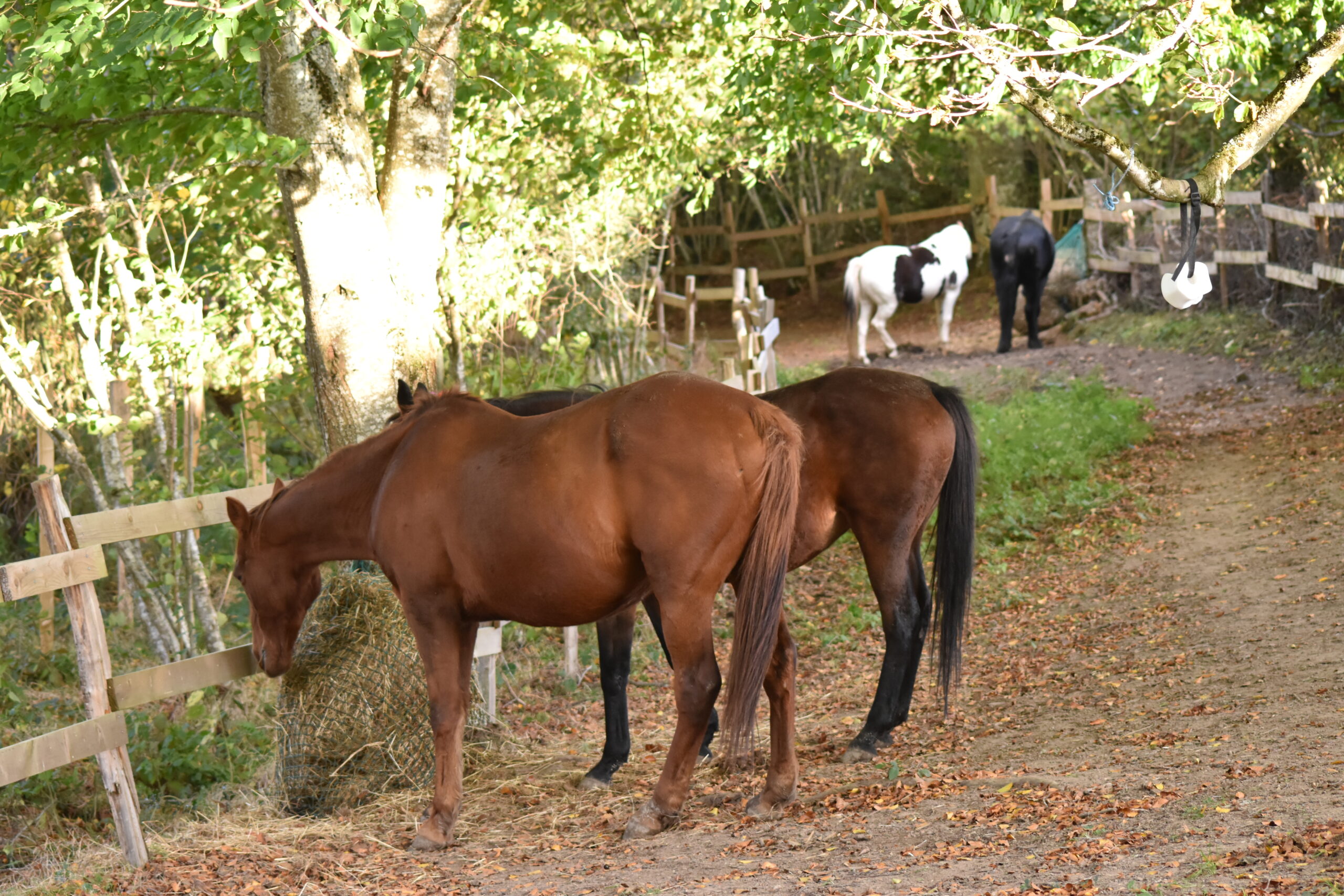 Le diagnostic de prairie pour chevaux.